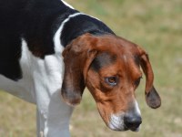 Entlebucher Sennenhund thumbnail